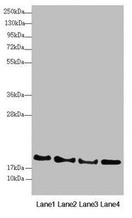 RNF5 Antibody
