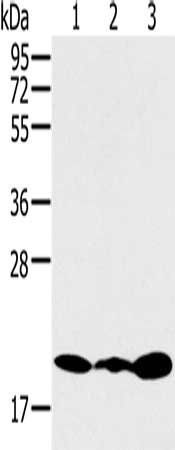 RNF5 Antibody