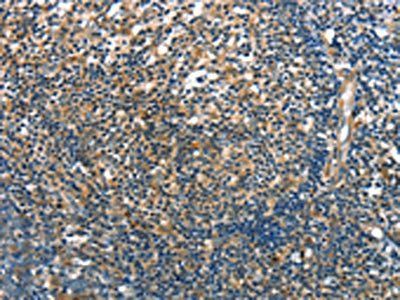 RNF7 Antibody