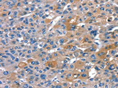 RNF7 Antibody