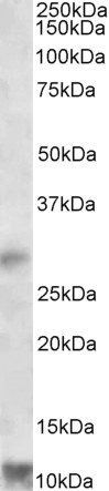 RNF7 Antibody