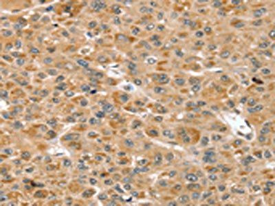RNH1 Antibody