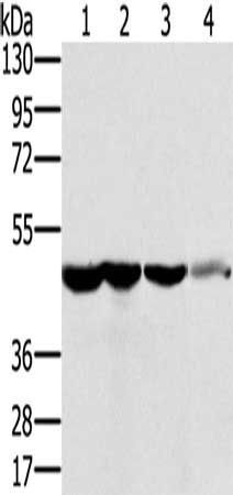 RNH1 Antibody