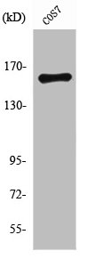 ROCK1 Antibody