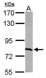 replication protein A1 Antibody