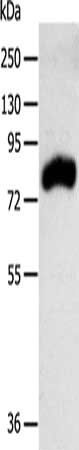 RPAP3 Antibody