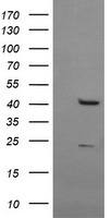 POLR3C Antibody