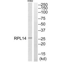 RPL14 Antibody
