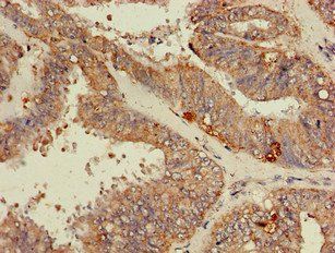 RPL19 Antibody