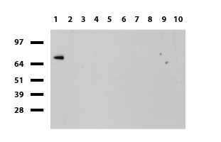RPL27 Antibody