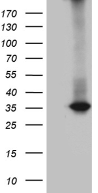 RPL27 Antibody