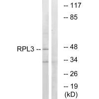 RPL3 Antibody