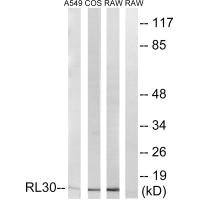 RPL30 Antibody
