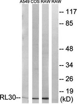 RPL30 Antibody