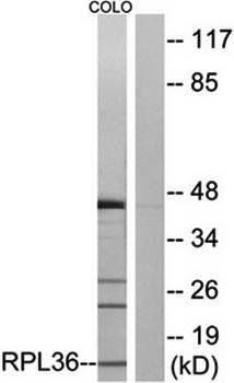 RPL36 Antibody