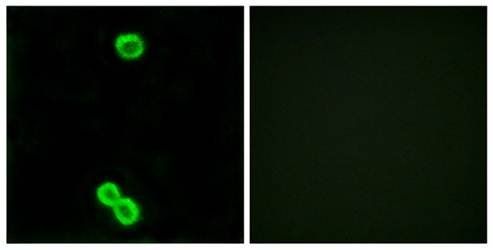 RPL3L Antibody