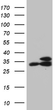 RPL7A Antibody