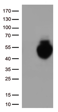 RPL7A Antibody