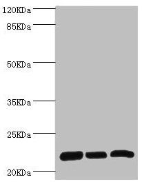 RPL9 Antibody