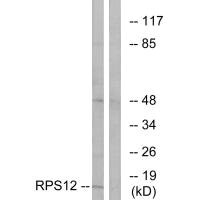 RPS12 Antibody