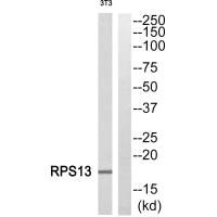 RPS13 Antibody