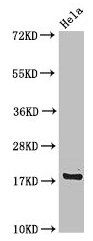 RPS15 Antibody