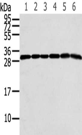 RPS3 Antibody