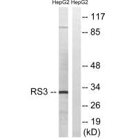 RPS3 Antibody