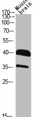 RRAGA/RRAGB Antibody
