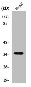 RRAGA/RRAGB Antibody