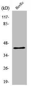 RRS1 Antibody