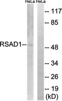 RSAD1 Antibody
