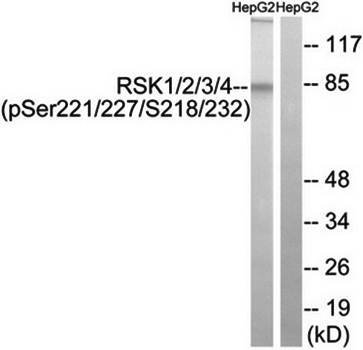 RSK1/2/3/4 (Phospho-Ser221/227/S218/232) Antibody