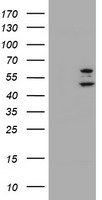 RTL8B Antibody