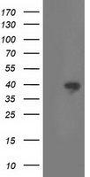 RTL8B Antibody