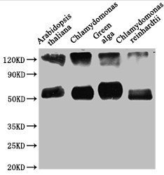 rbcL Antibody