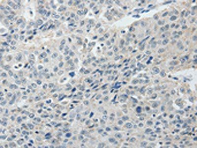RUNX3 Antibody
