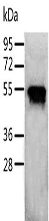 RUNX3 Antibody