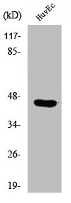 RUNX3 Antibody