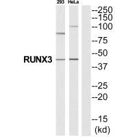 RUNX3 Antibody
