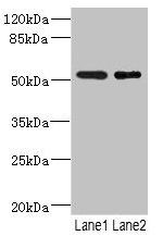 RXFP3 Antibody