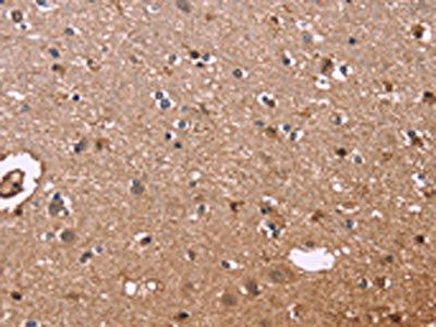 S100A13 Antibody