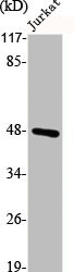 S1PR1 Antibody