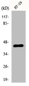 S1PR1 Antibody