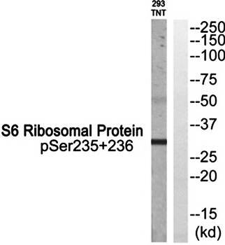 S6 Ribosomal Protein (Phospho-Ser235+Ser236) Antibody