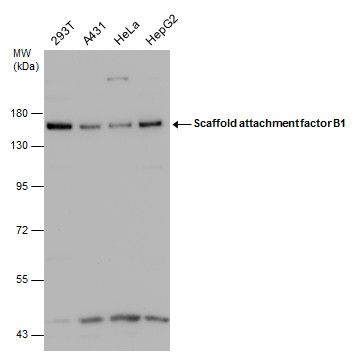 SAFB antibody