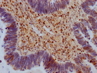 SAMHD1 Antibody