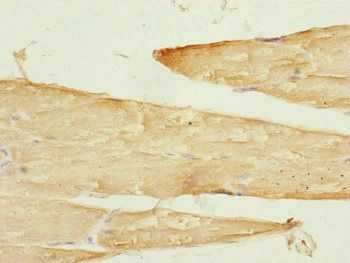 SAMM50 Antibody