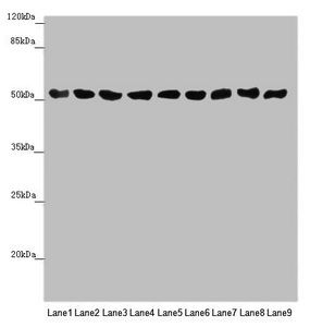 SAMM50 Antibody