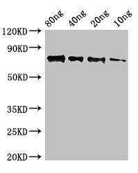 SAP9 Antibody